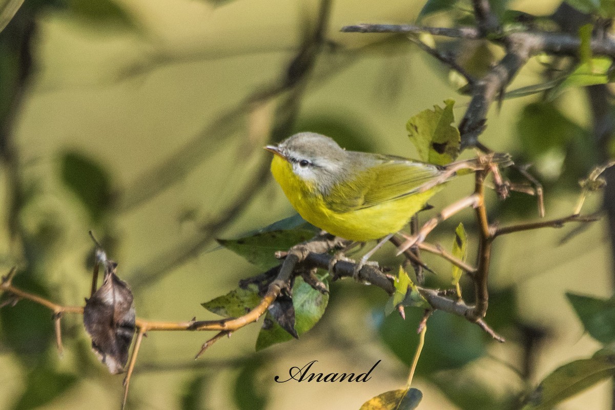 Gray-hooded Warbler - ML644707220