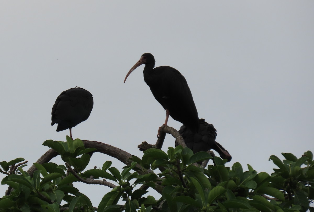 Bare-faced Ibis - ML644707222