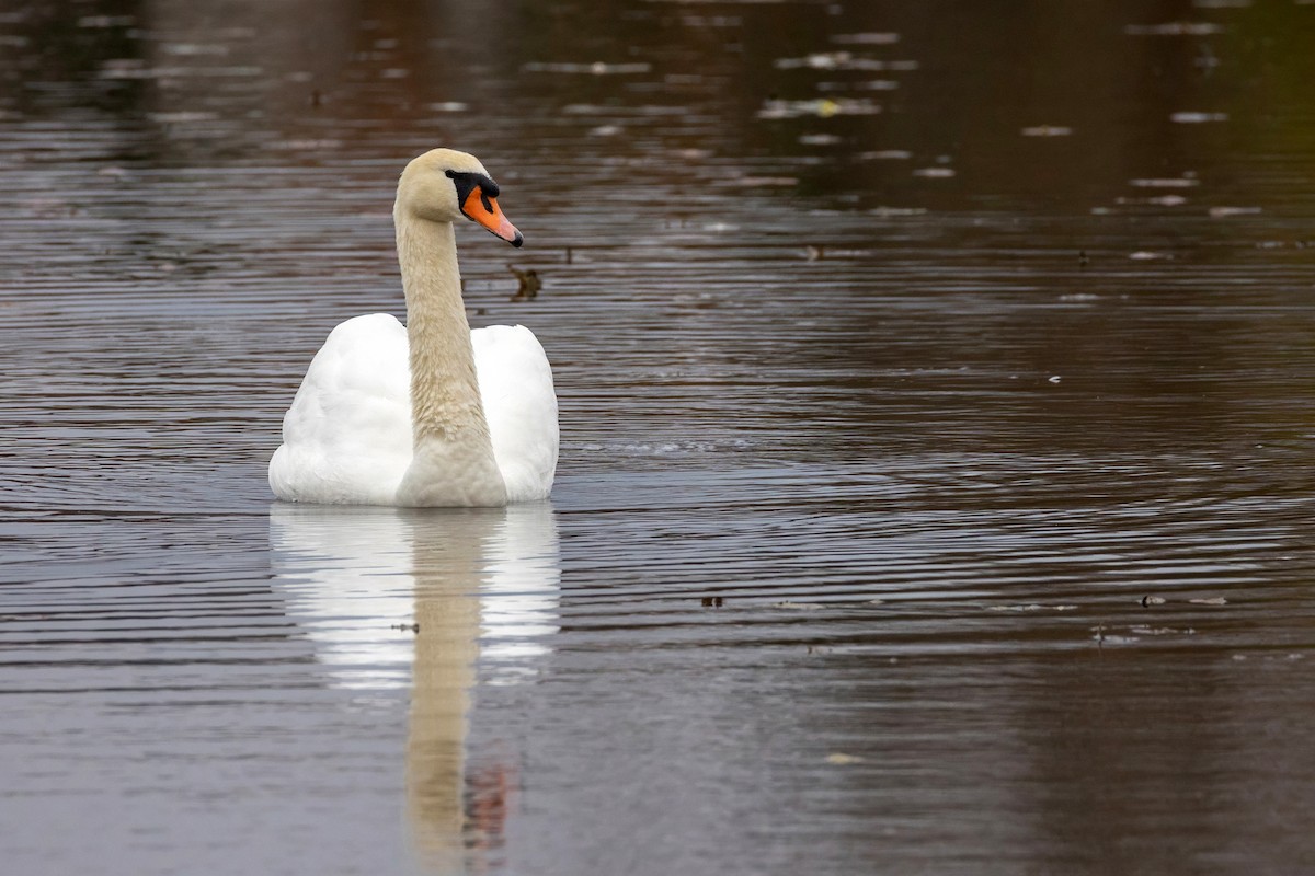 Лебідь-шипун - ML644707224