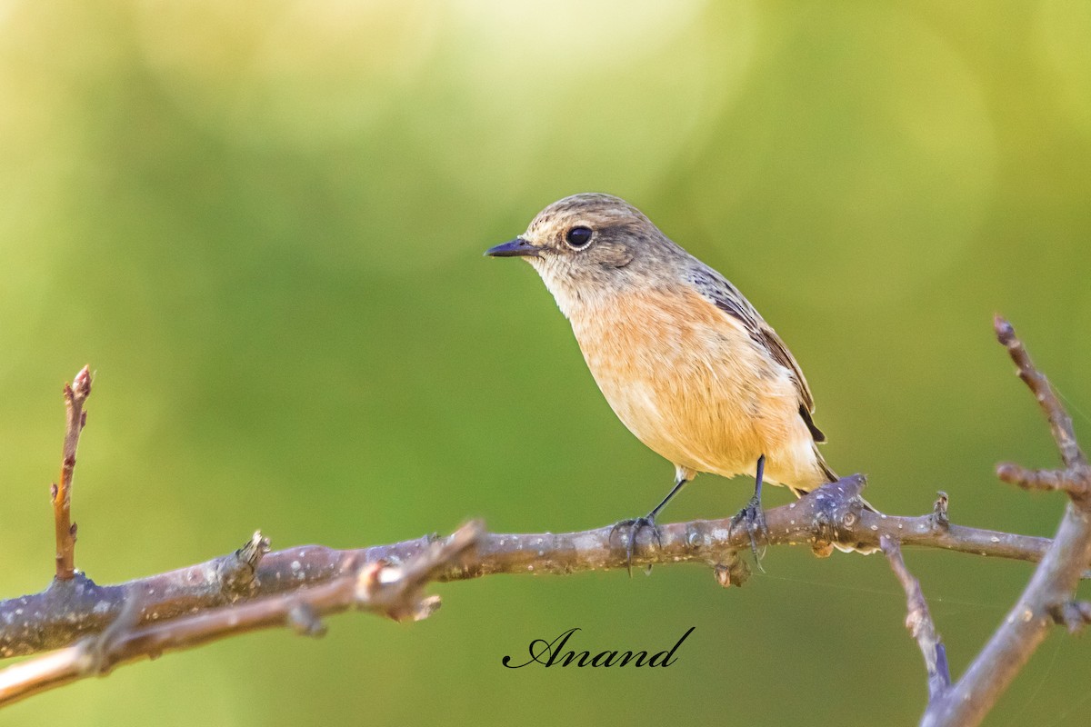 Сибирийн шулганаа - ML644707227