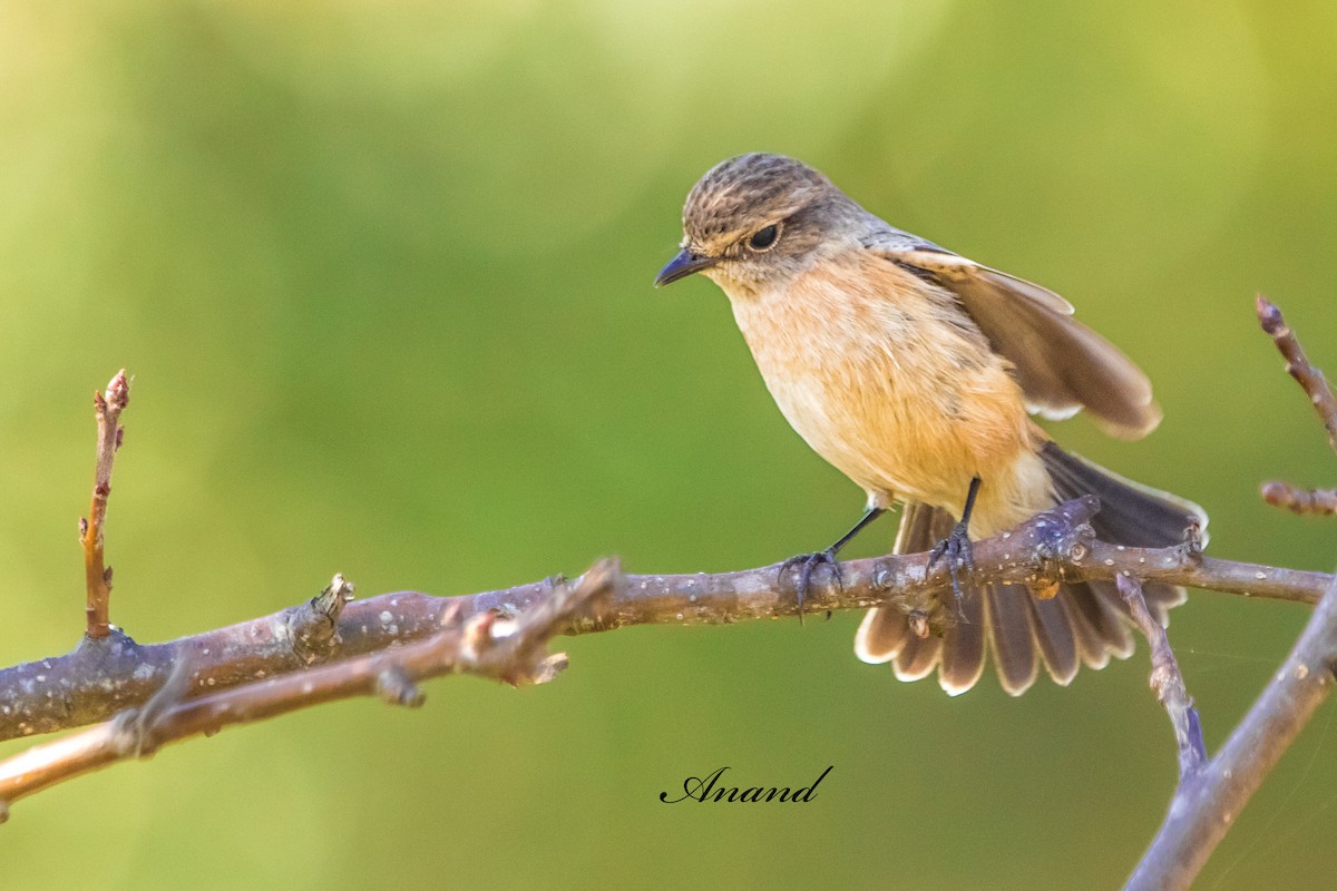 Сибирийн шулганаа - ML644707233