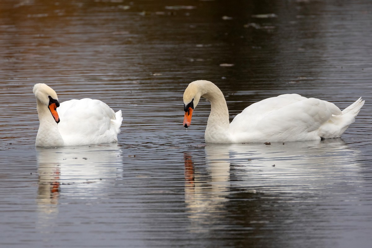 Лебідь-шипун - ML644707234