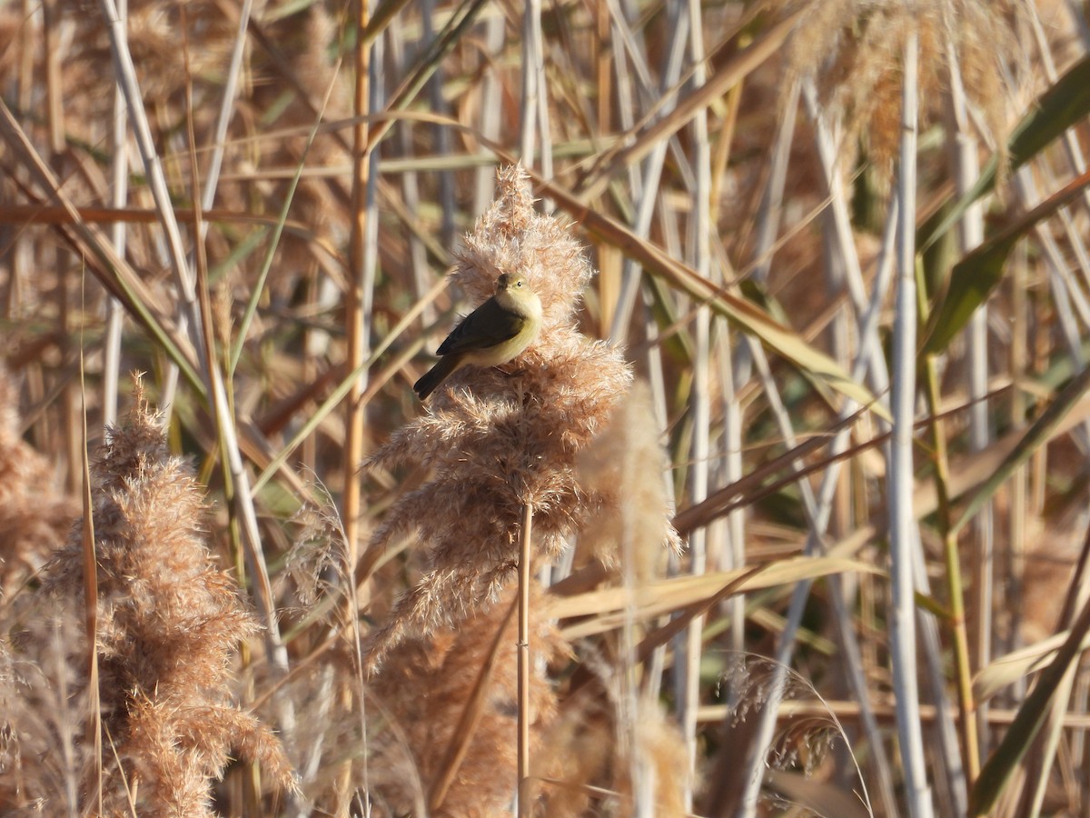 Pouillot véloce - ML644707238