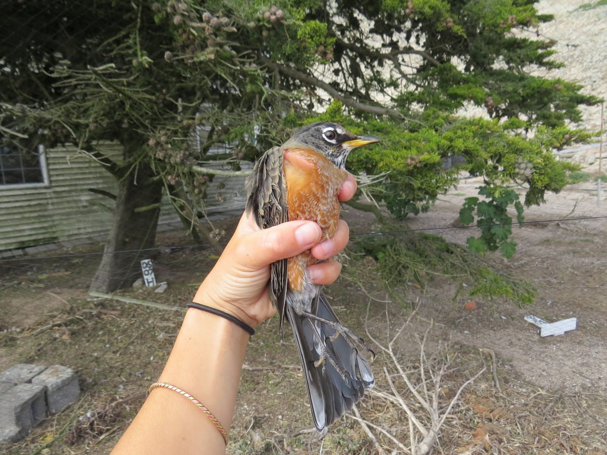 コマツグミ - ML644707239