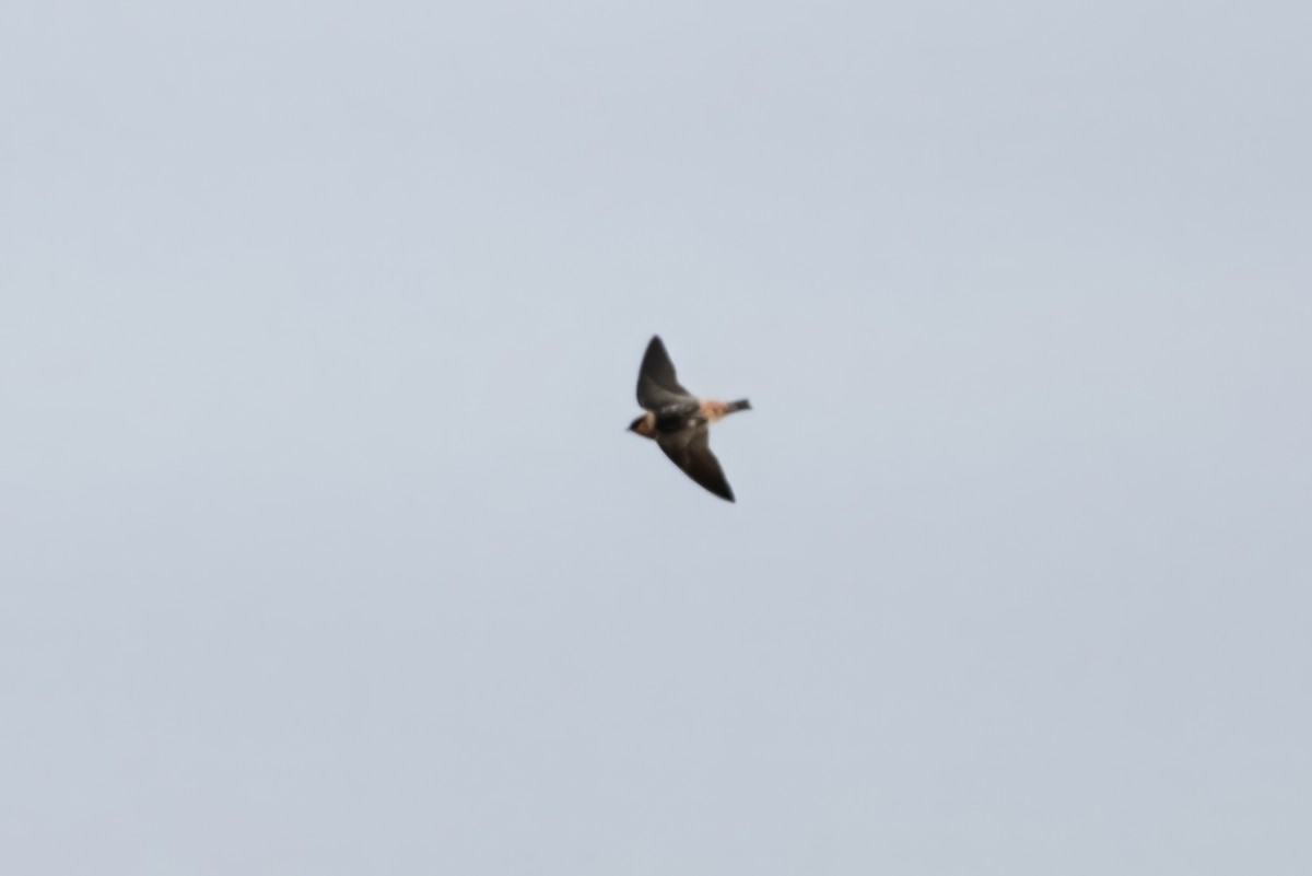 Cave Swallow - ML644707240