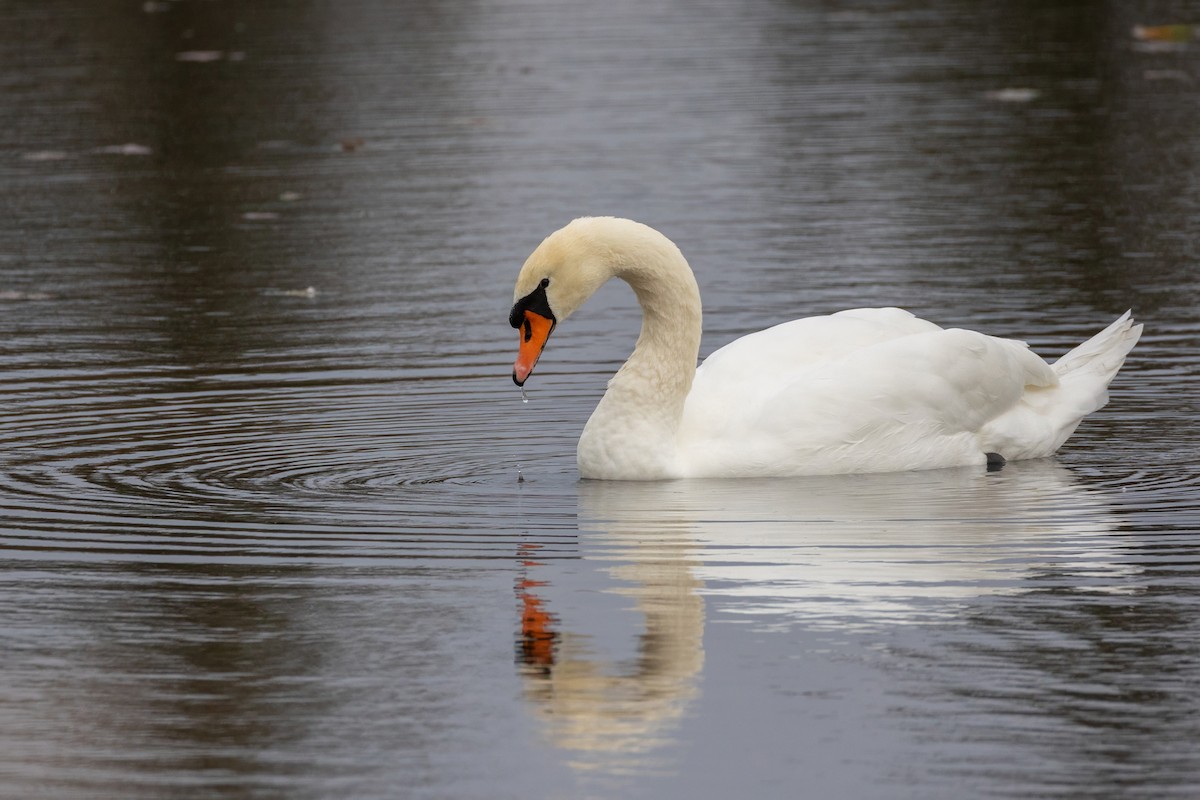 Лебідь-шипун - ML644707241