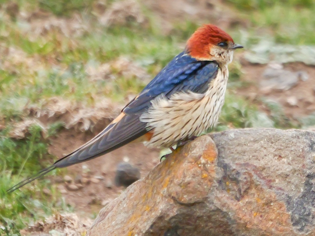 Greater Striped Swallow - ML644707247