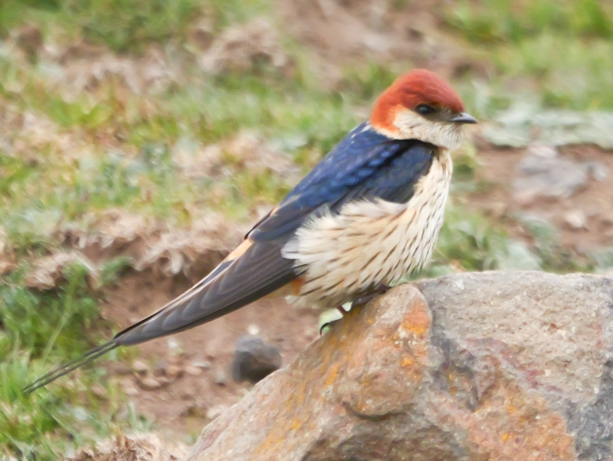 Greater Striped Swallow - ML644707248
