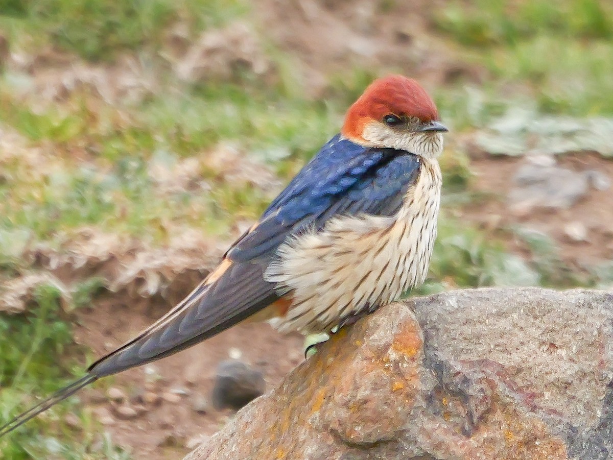 Greater Striped Swallow - ML644707249