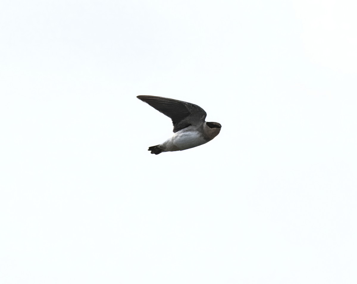 Cave Swallow - ML644707251