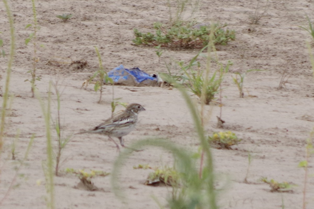 Prärieammer - ML644707258