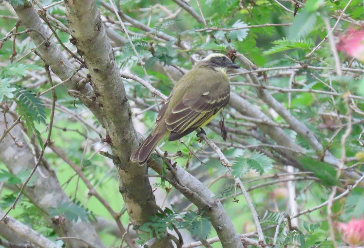 Rotscheitel-Maskentyrann - ML644707266