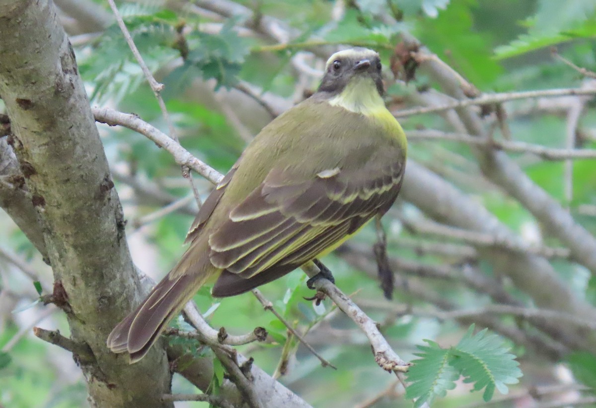 Rotscheitel-Maskentyrann - ML644707267