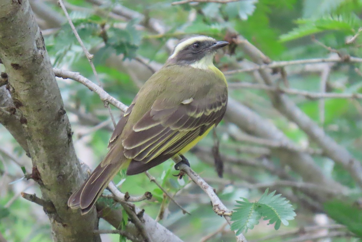 Rotscheitel-Maskentyrann - ML644707268