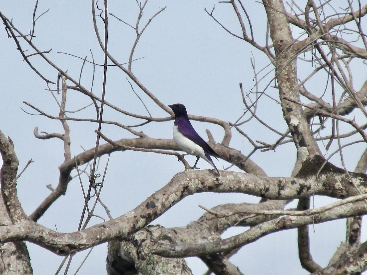 זרזיר סגול - ML644707271