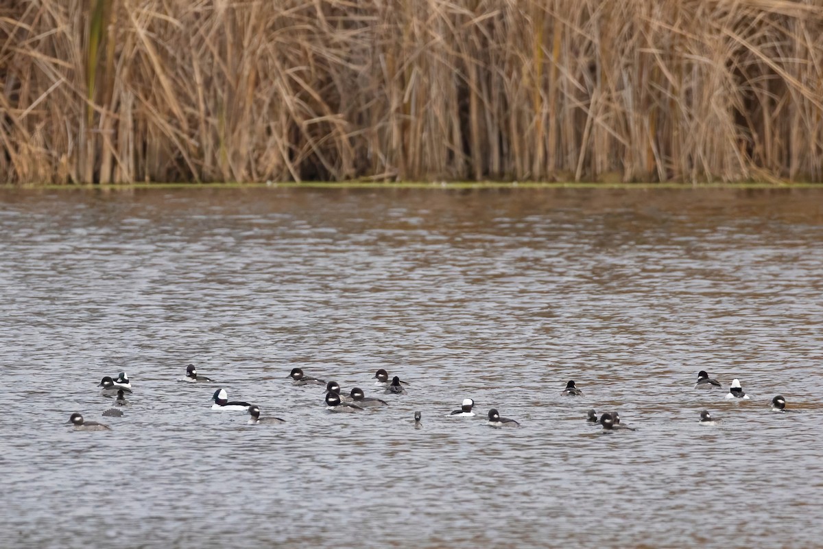 Bufflehead - ML644707275