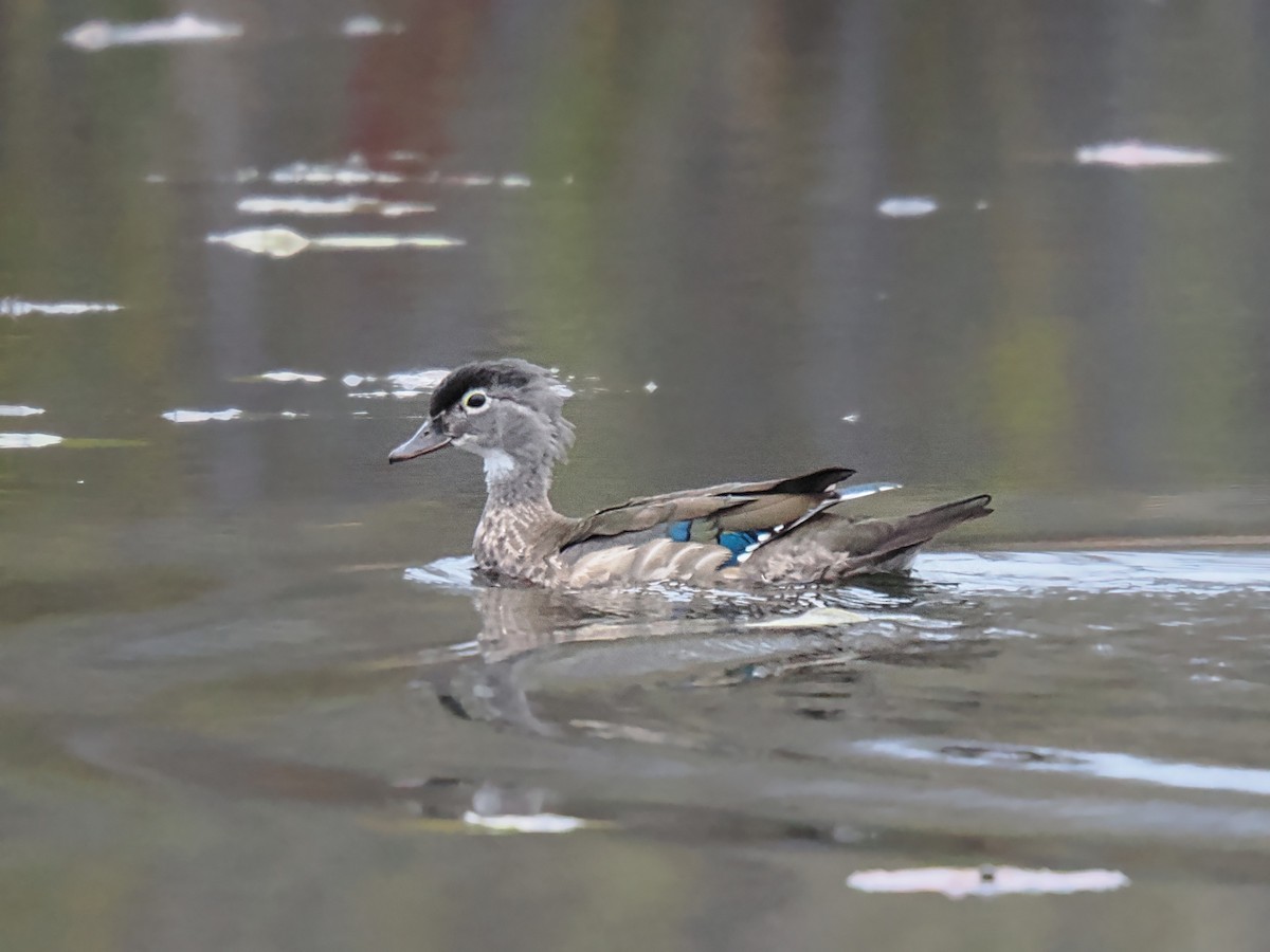 Каролінка - ML644707285