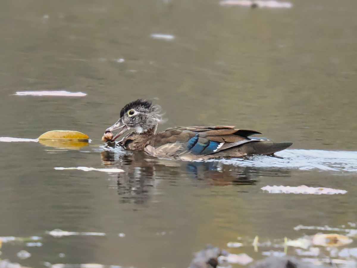 Каролінка - ML644707286