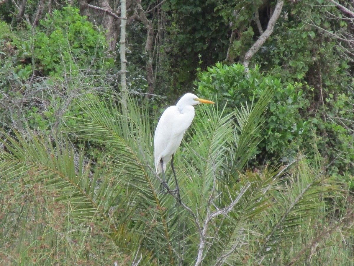 Yellow-billed Egret - ML644707292