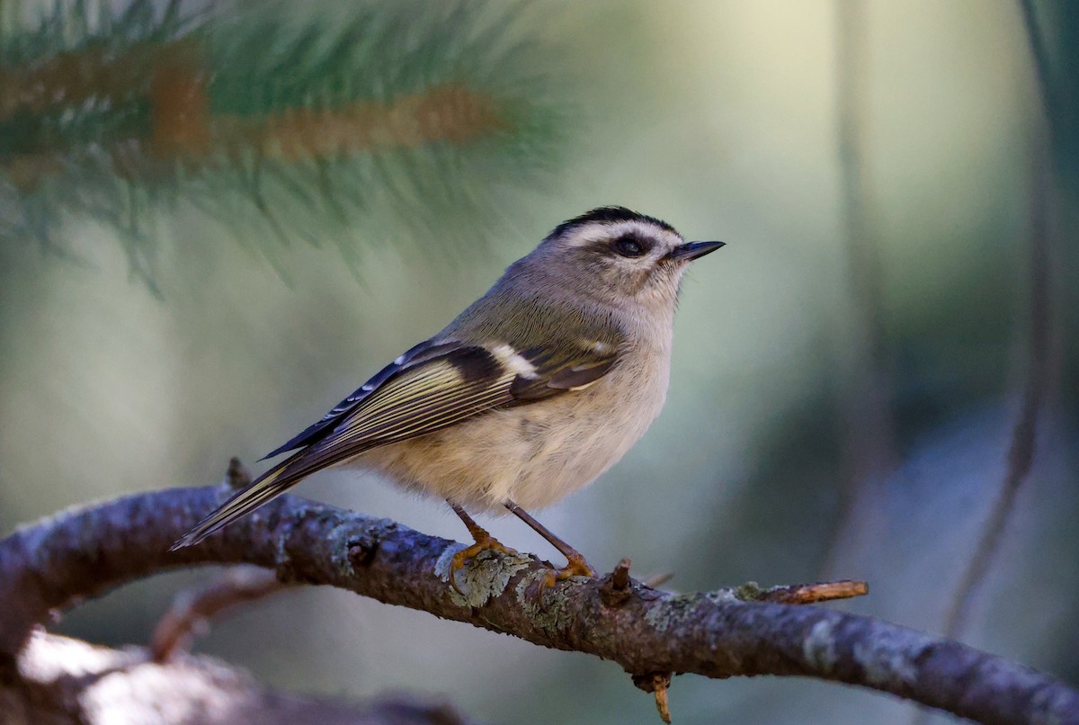 králíček zlatohlavý - ML644707298