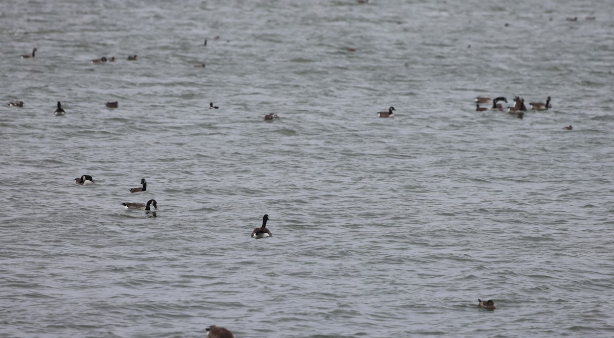 berneška velká - ML644707308