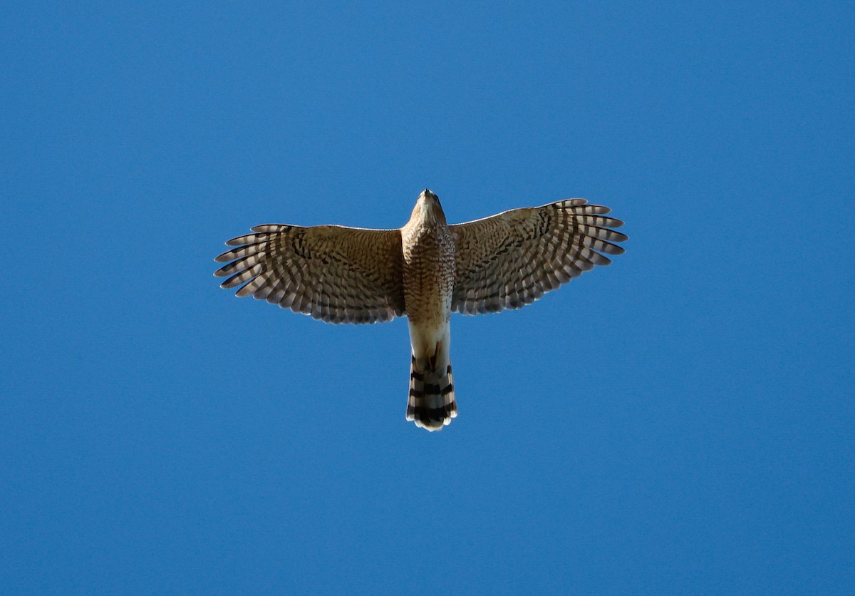 jestřáb americký - ML644707309