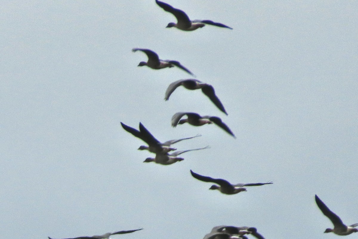 husa velká - ML644707313