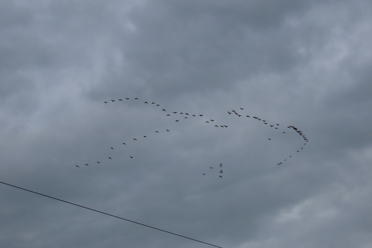 husa velká - ML644707314