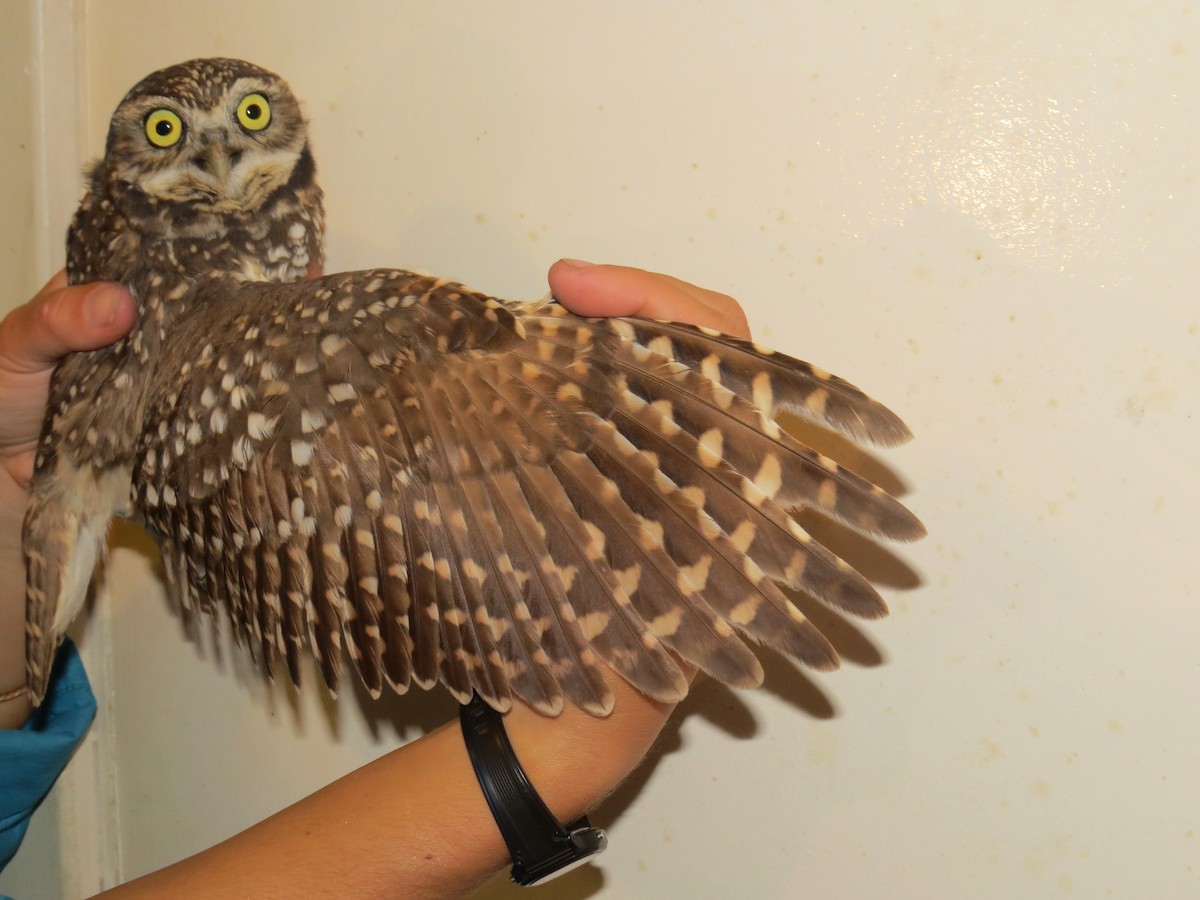 Chevêche des terriers - ML644707330