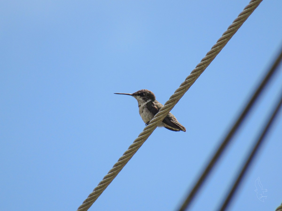 Ruby-throated Hummingbird - ML644707334