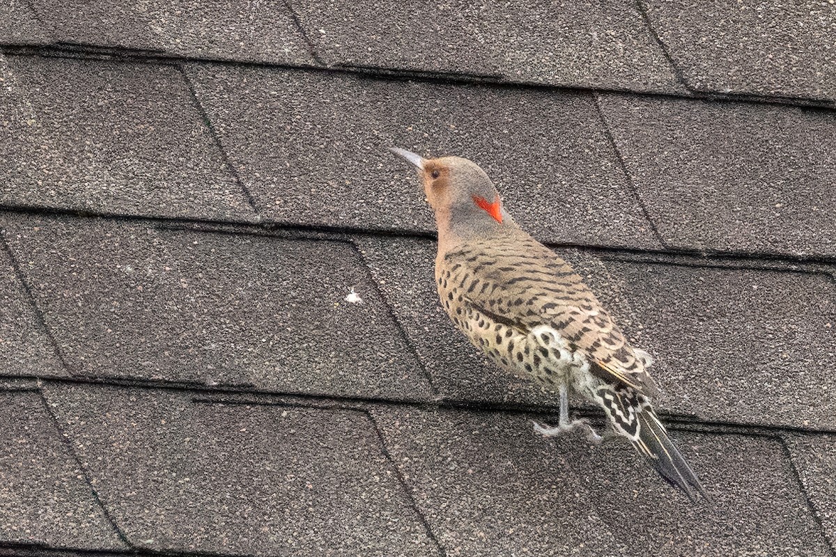 Northern Flicker - ML644707336