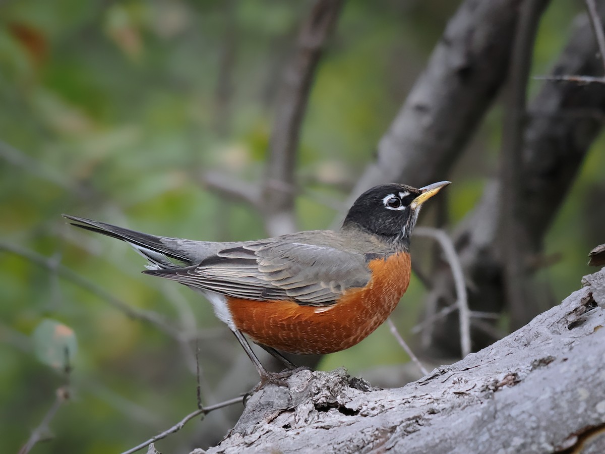 コマツグミ - ML644707344