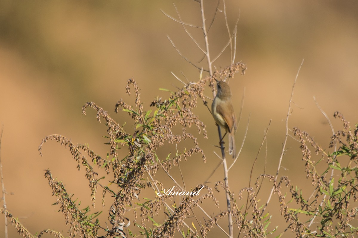 Gray-breasted Prinia - ML644707350