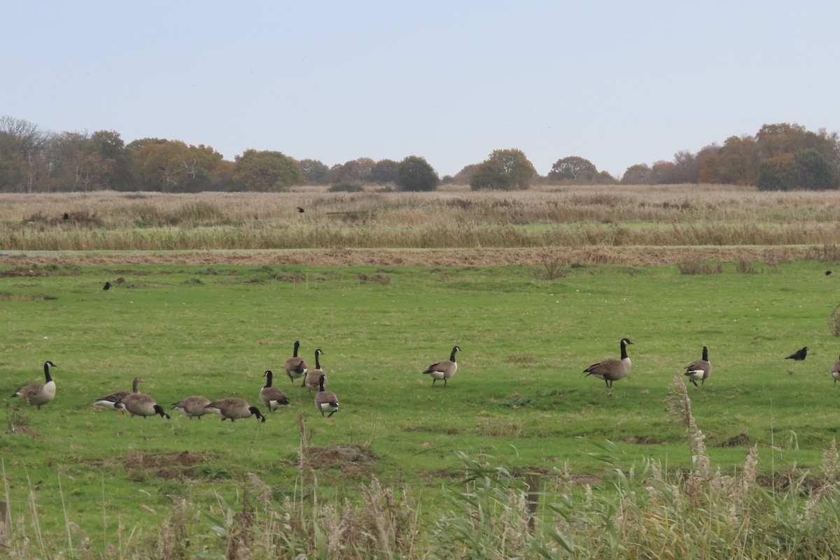 berneška velká - ML644707361