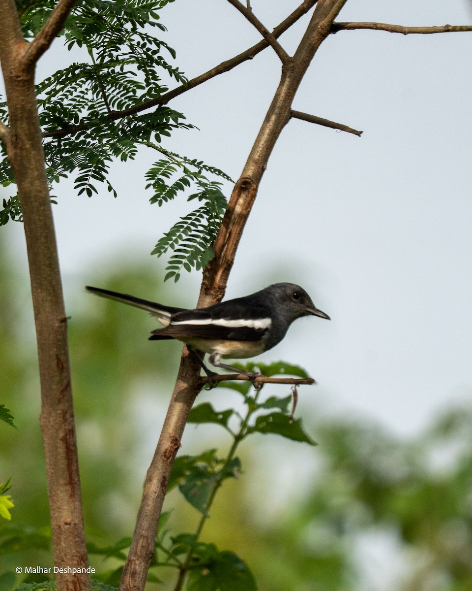 シキチョウ - ML644707362