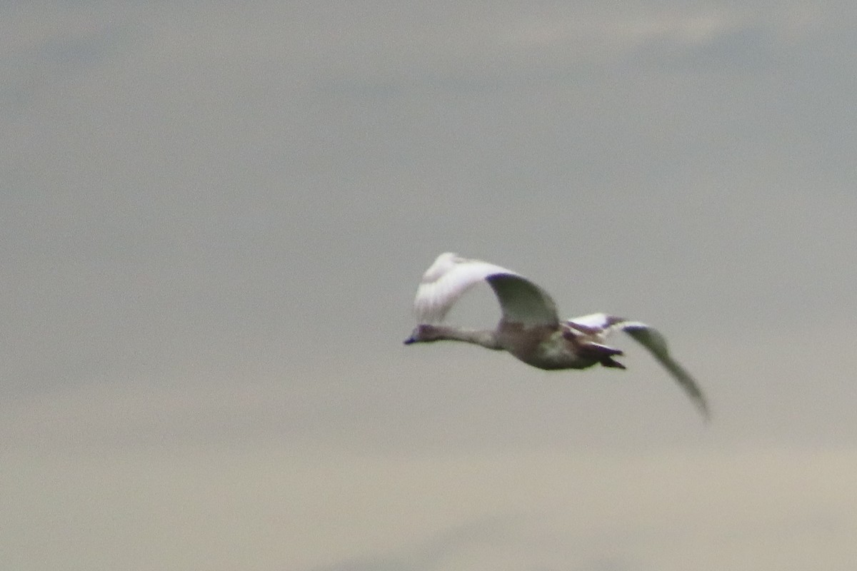 Лебідь-шипун - ML644707381