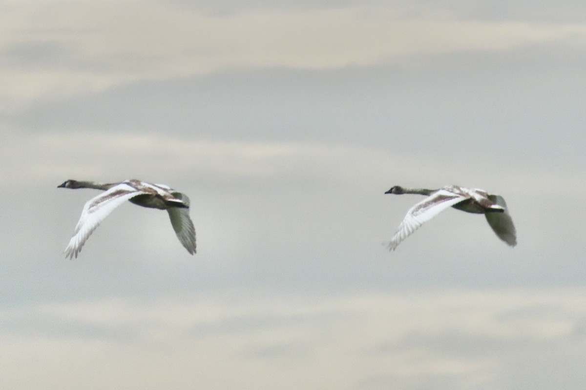 Лебідь-шипун - ML644707382