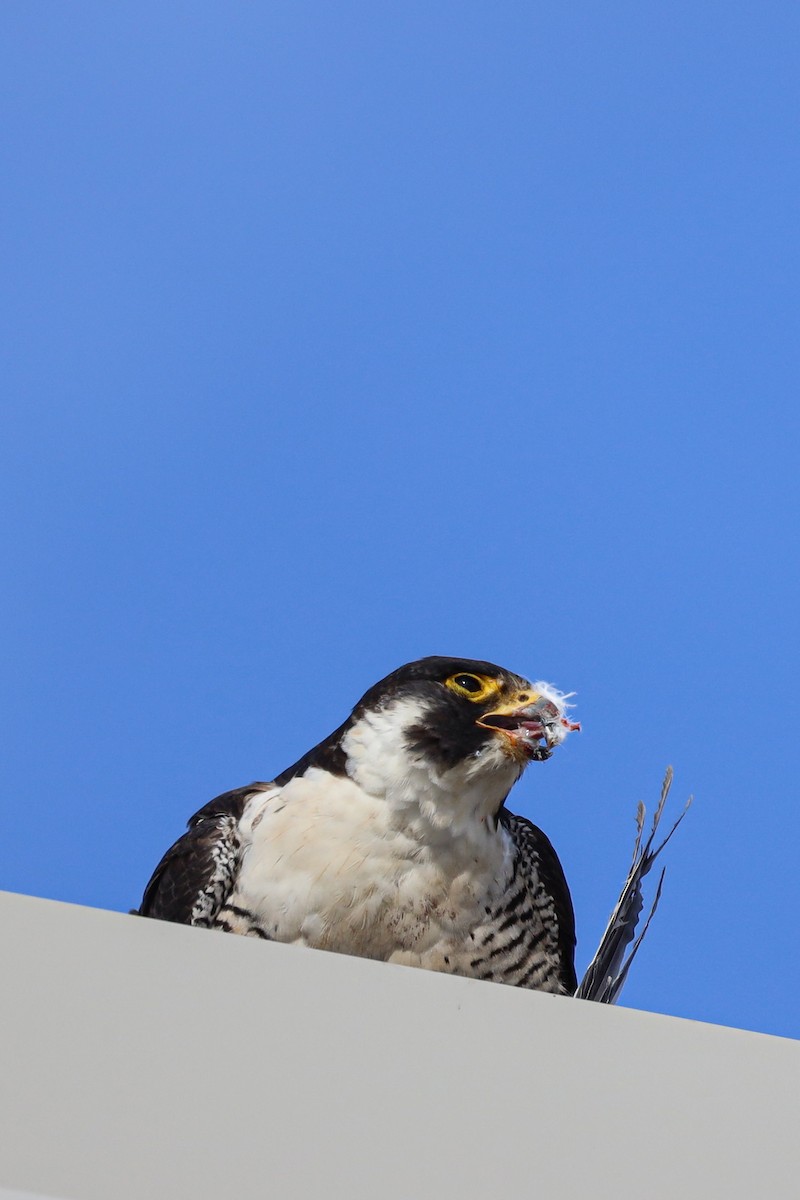 Эгэл шонхор - ML644707383