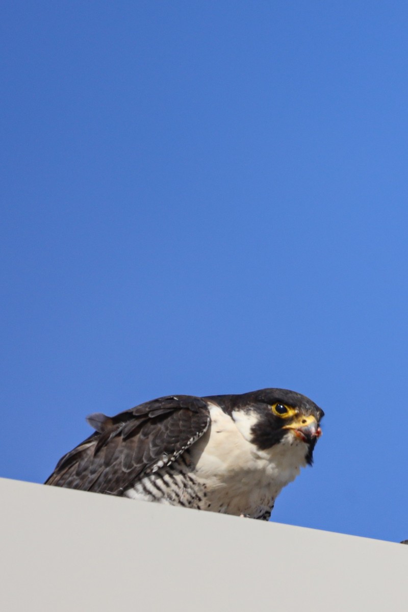 Эгэл шонхор - ML644707384