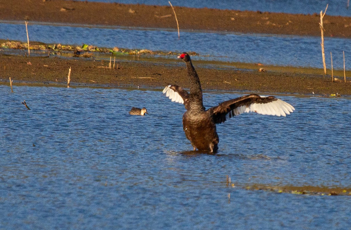 Cygne noir - ML644707388