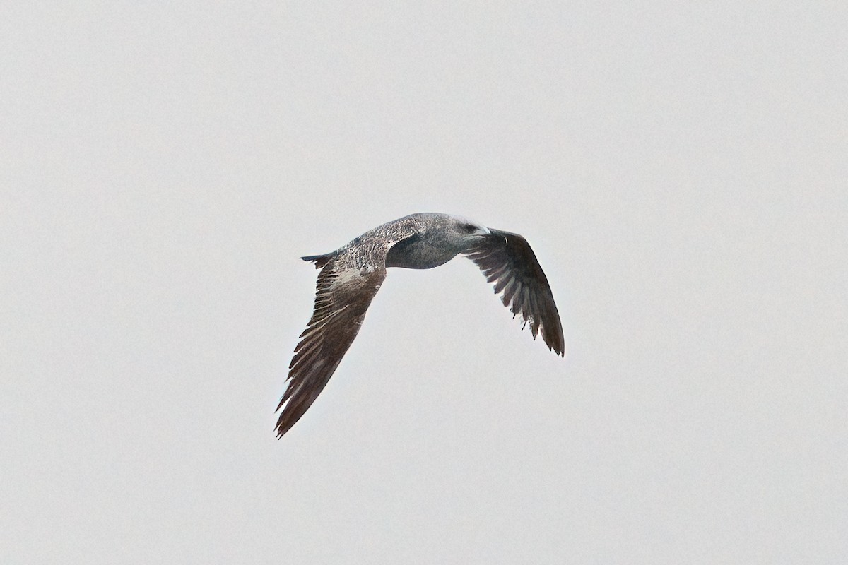 ニシセグロカモメ（亜種 ホイグリンカモメ） - ML644707392