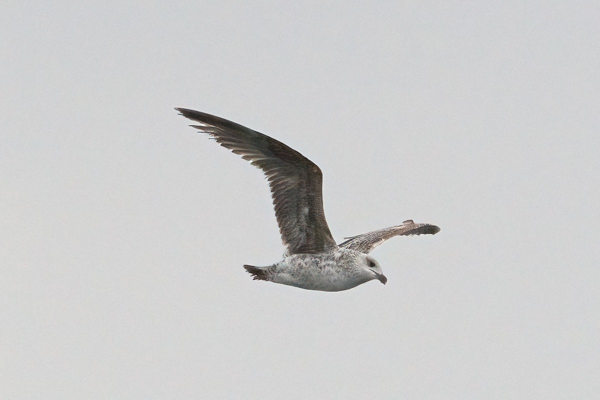 ニシセグロカモメ（亜種 ホイグリンカモメ） - ML644707394