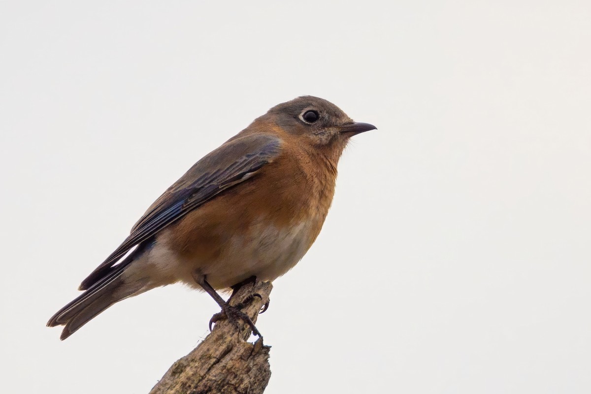 Eastern Bluebird - ML644707399