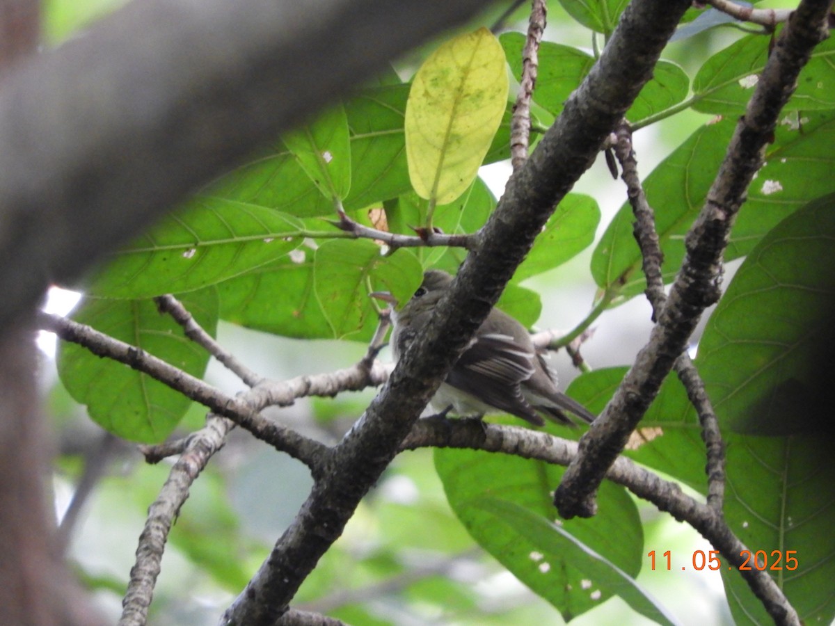 Піві-малюк оливковий - ML644707400