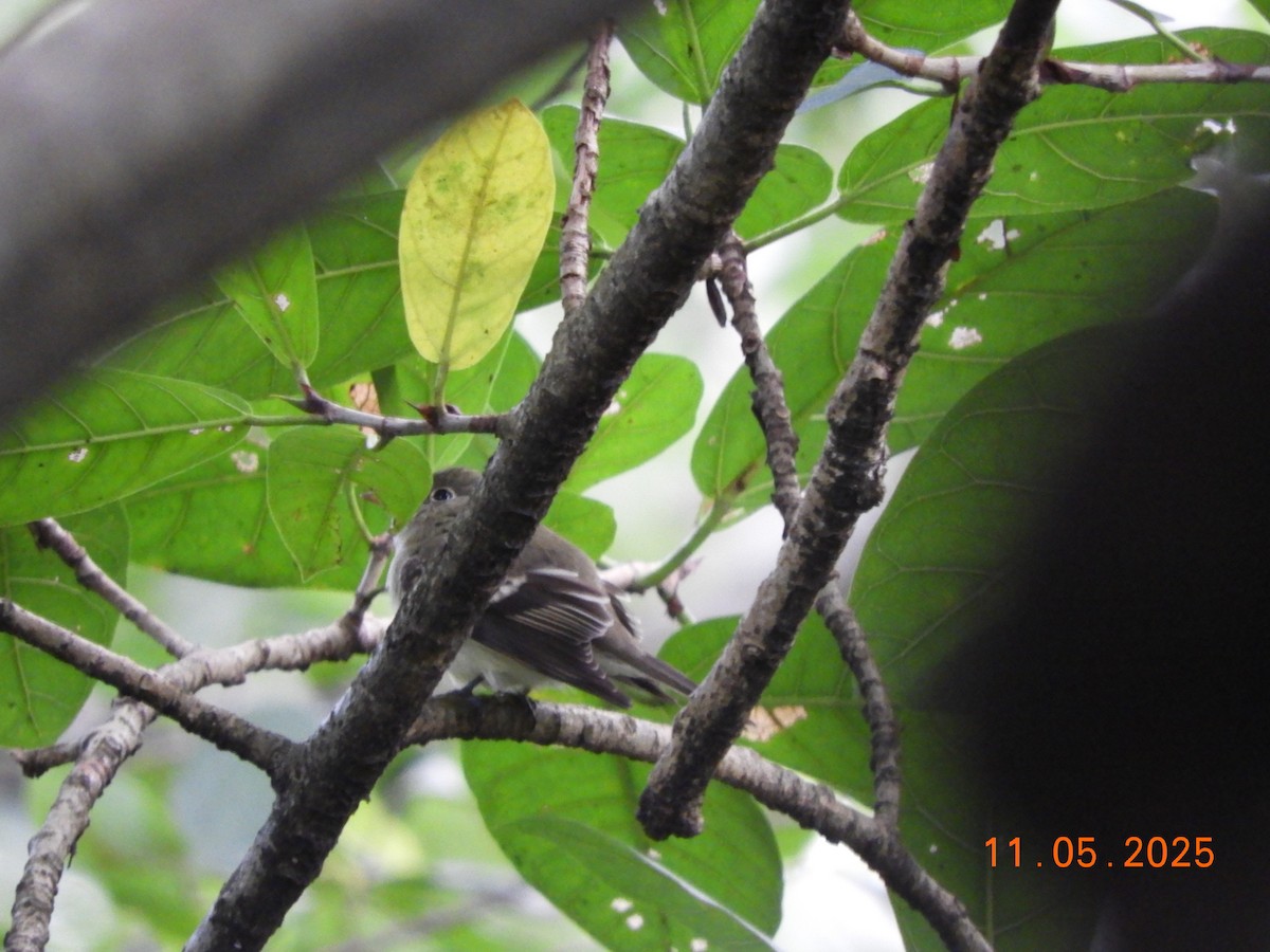 Піві-малюк оливковий - ML644707401