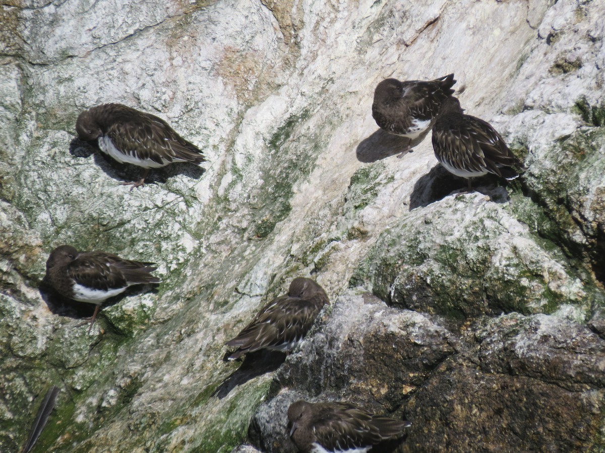 Tournepierre noir - ML644707404