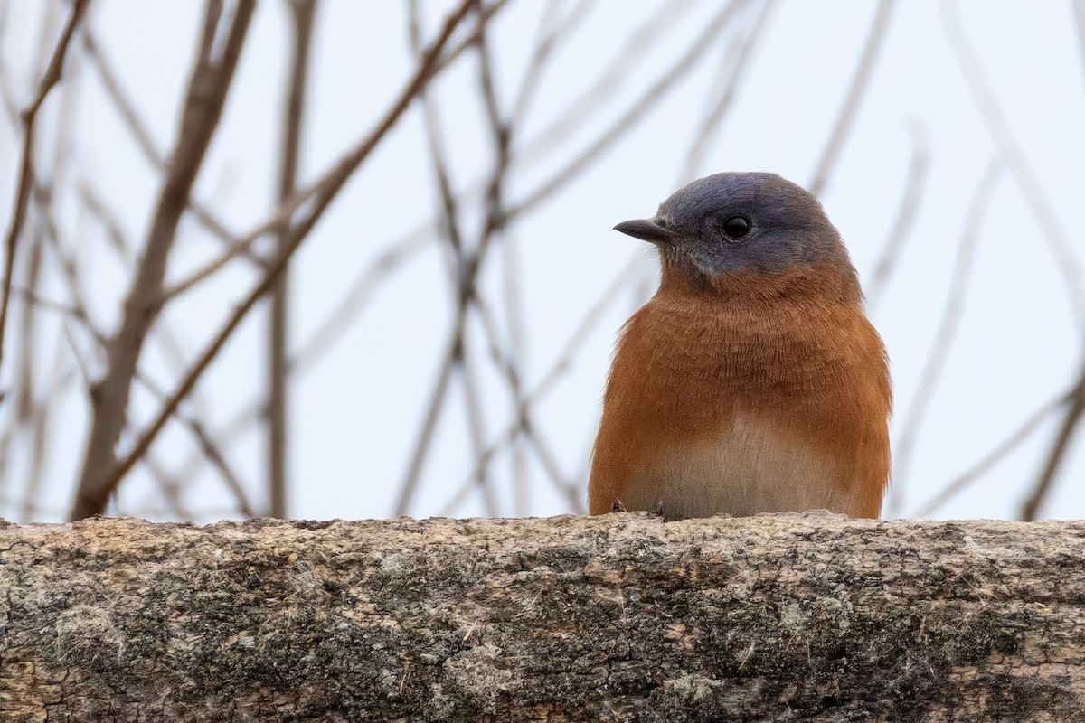 Eastern Bluebird - ML644707410