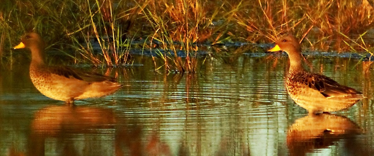 Yellow-billed Pintail - ML644707431