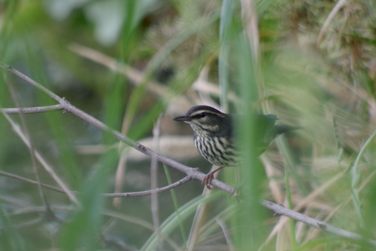 Northern Waterthrush - ML644707436