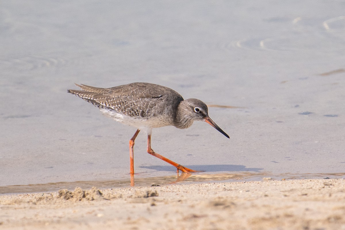 アカアシシギ - ML644707445